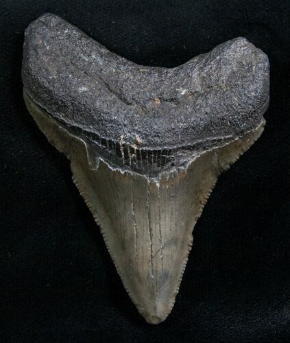 Megalodon Tooth - Florida #7936